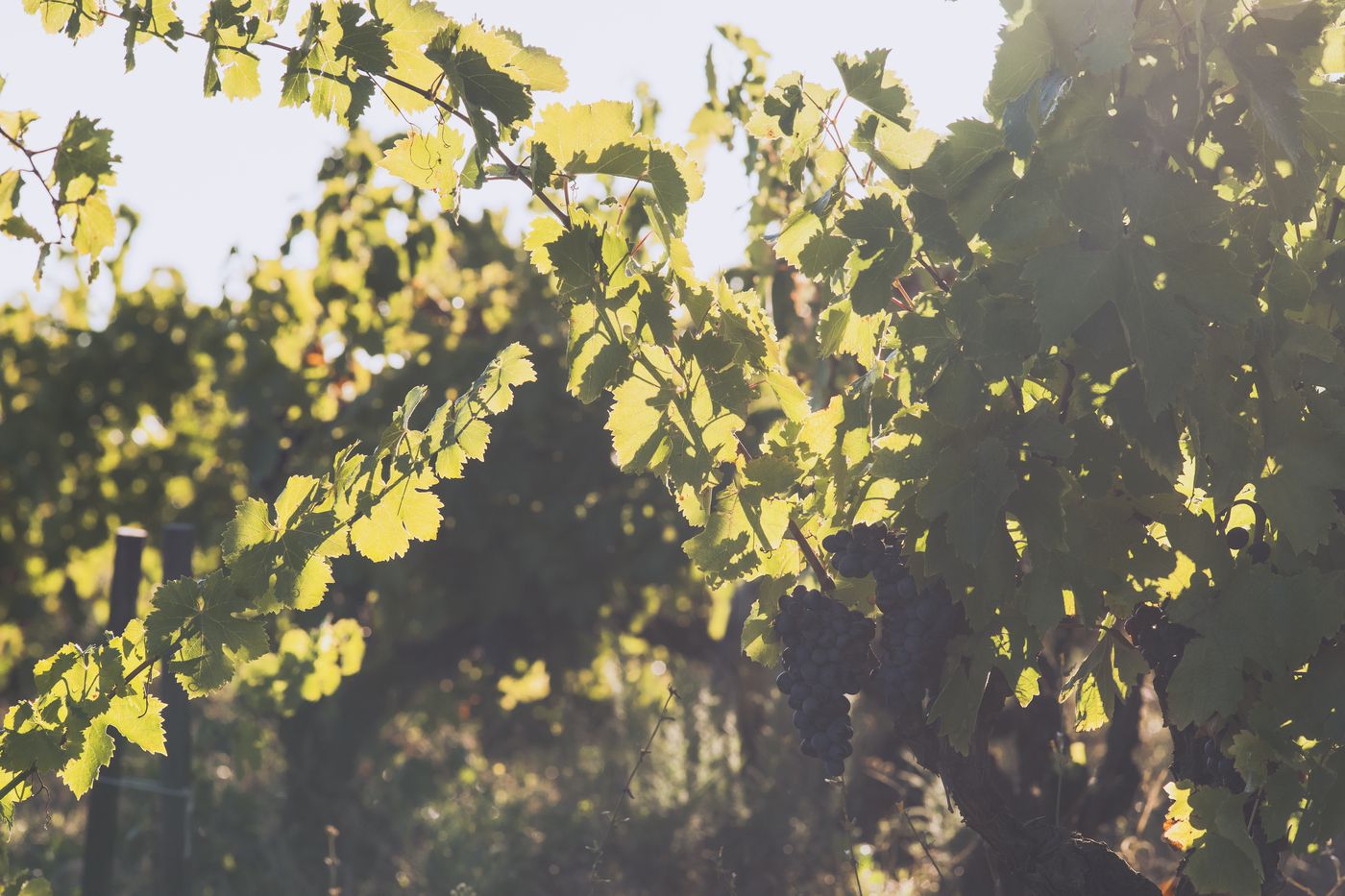 Bunches of black grapes beneath the vine leaves, backlit
