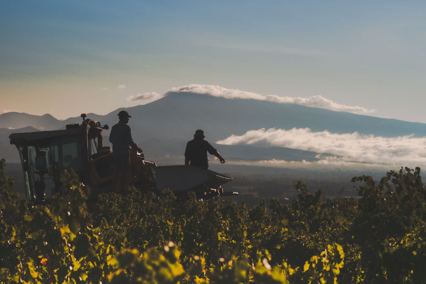 Two silhouettes on a machine above the vines at daybreak, a mountain beneath the clouds on the horizon
