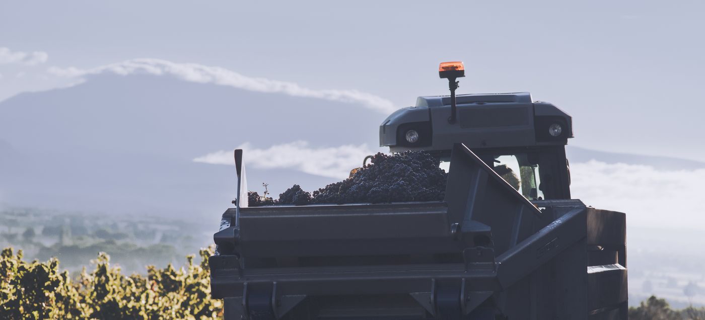 The trailer full of black grapes among the vines, a mountain in the haze in the distance