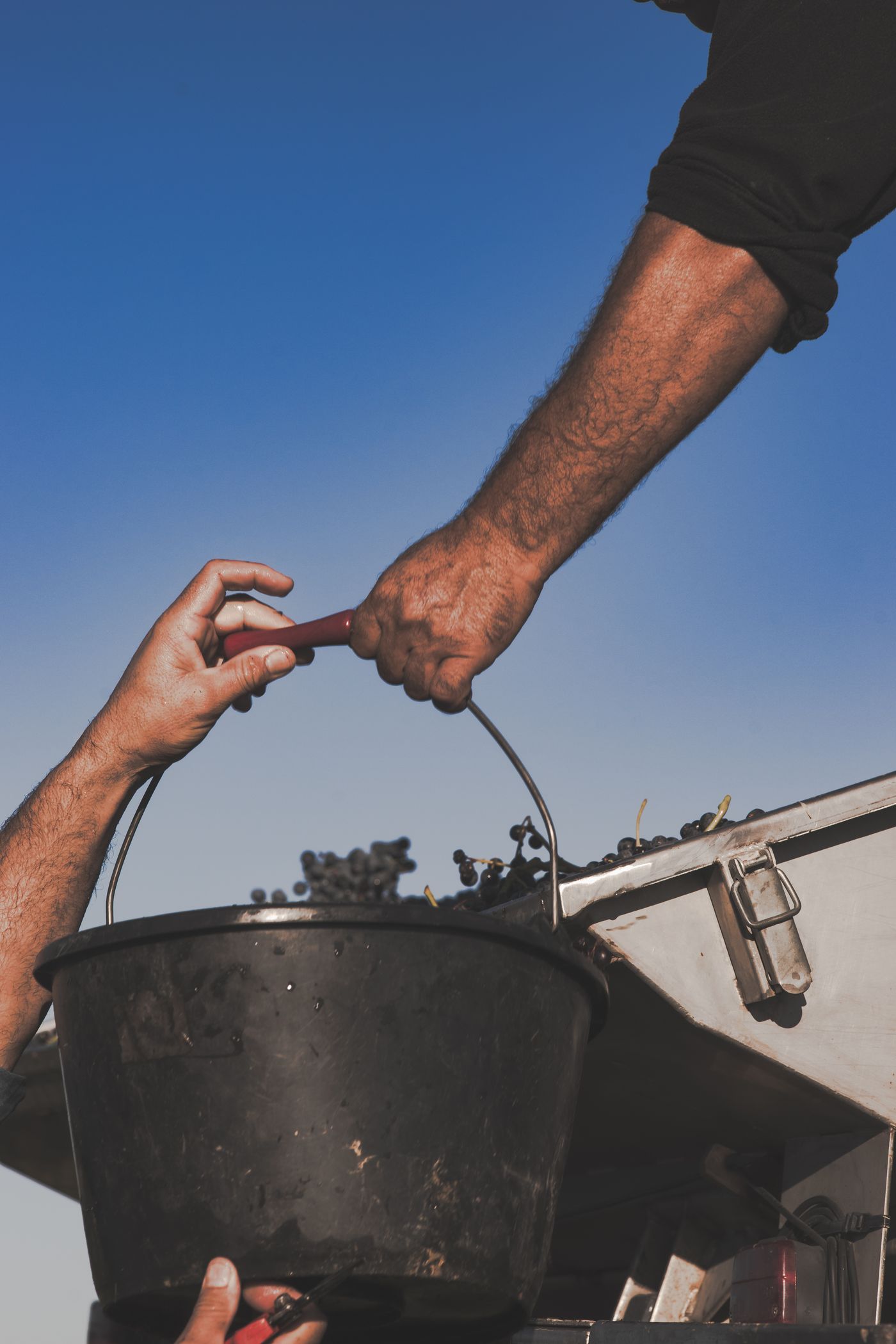 Two hands passing a bucket of black grapes over the trailer during the harvest